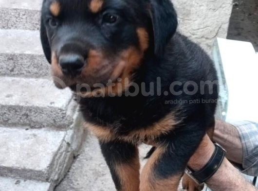 Saf Kan Rottweiler Bebekler görsel