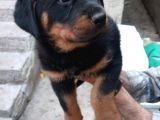 Saf Kan Rottweiler Bebekler