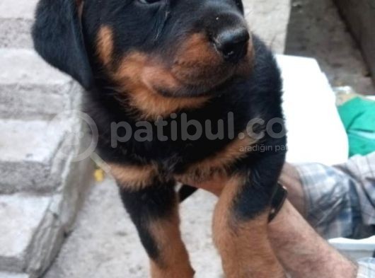 Saf Kan Rottweiler Bebekler görsel
