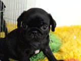 Safkan Pug Mops Bebekler