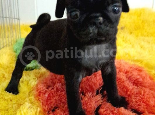 Safkan Pug Mops Bebekler görsel