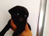Safkan Pug Mops Bebekler