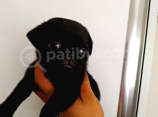 Safkan Pug Mops Bebekler görsel