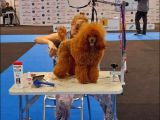 Toy Poodle