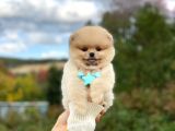 Show Kalite Pomeranian Boo