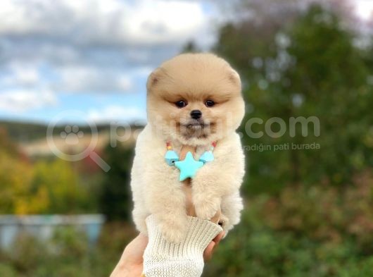 Show Kalite Pomeranian Boo görsel