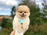 Show Kalite Pomeranian Boo