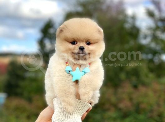 Show Kalite Pomeranian Boo