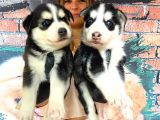 Husky Si̇bi̇rya Kurdu Bebekleri̇mi̇z
