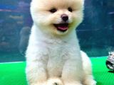 Gülen Surat, Basık Burun, Microchipli Pomeranian Boo