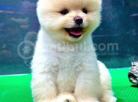 Gülen Surat, Basık Burun, Microchipli Pomeranian Boo görsel