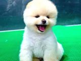 Gülen Surat, Basık Burun, Microchipli Pomeranian Boo
