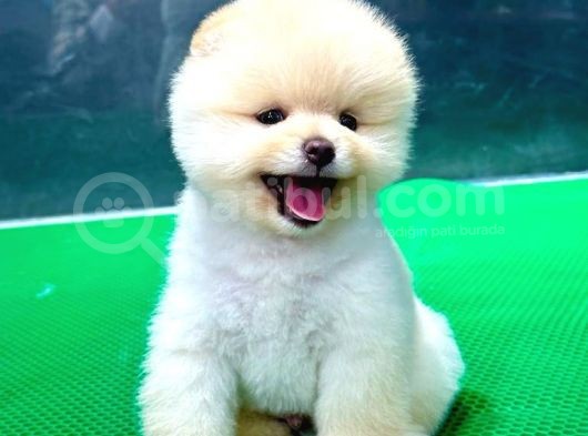 Gülen Surat, Basık Burun, Microchipli Pomeranian Boo görsel