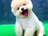 Gülen Surat, Basık Burun, Microchipli Pomeranian BOO
