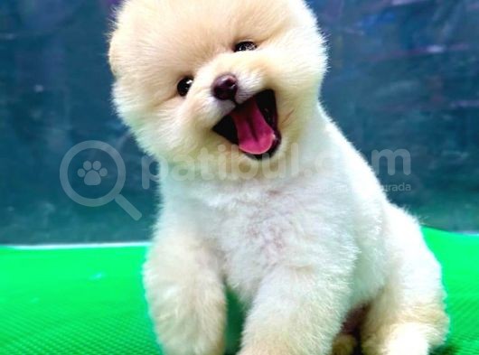 Gülen Surat, Basık Burun, Microchipli Pomeranian Boo