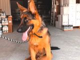 1 Yaş Temel İtaat Ve Alan Koruma Eğitimli Alman Kurdu