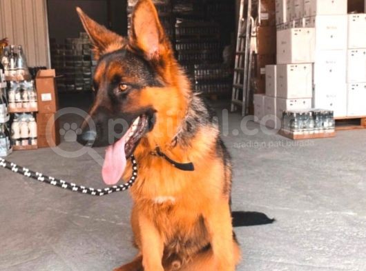 1 Yaş Temel İtaat Ve Alan Koruma Eğitimli Alman Kurdu