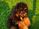 Toy Poodle Fantom Ve Esmer Güzeli Çanta Boy Erkeklerimiz