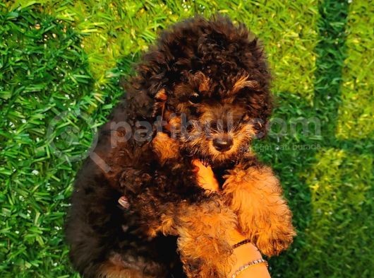 Toy Poodle Fantom Ve Esmer Güzeli Çanta Boy Erkeklerimiz görsel