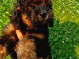 Toy Poodle Fantom Ve Esmer Güzeli Çanta Boy Erkeklerimiz