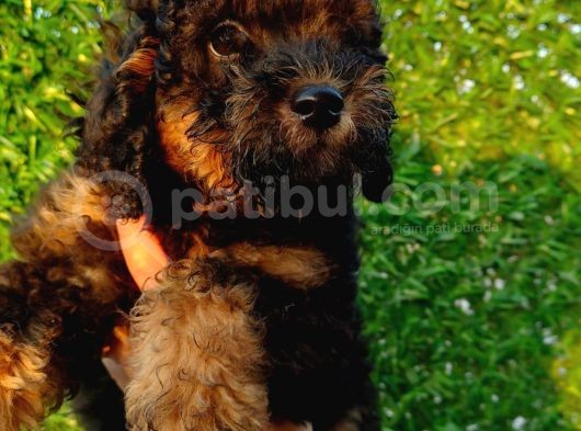Toy Poodle Fantom Ve Esmer Güzeli Çanta Boy Erkeklerimiz