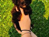 Toy Poodle Fantom Ve Esmer Güzeli Çanta Boy Erkeklerimiz