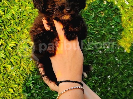 Toy Poodle Fantom Ve Esmer Güzeli Çanta Boy Erkeklerimiz görsel