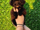Toy Poodle Fantom Ve Esmer Güzeli Çanta Boy Erkeklerimiz