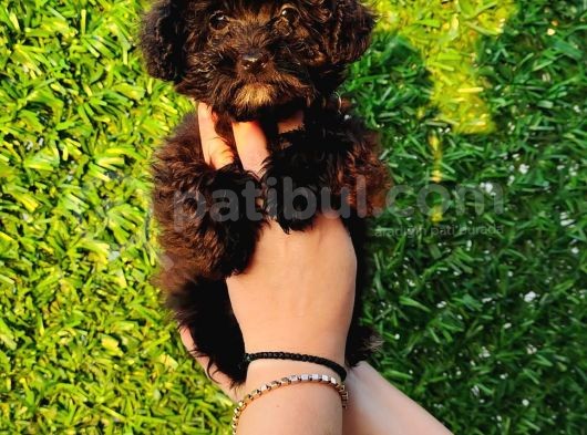 Toy Poodle Fantom Ve Esmer Güzeli Çanta Boy Erkeklerimiz görsel