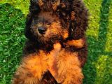 Toy Poodle Fantom Ve Esmer Güzeli Çanta Boy Erkeklerimiz