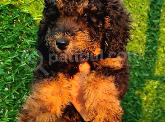 Toy Poodle Fantom Ve Esmer Güzeli Çanta Boy Erkeklerimiz görsel