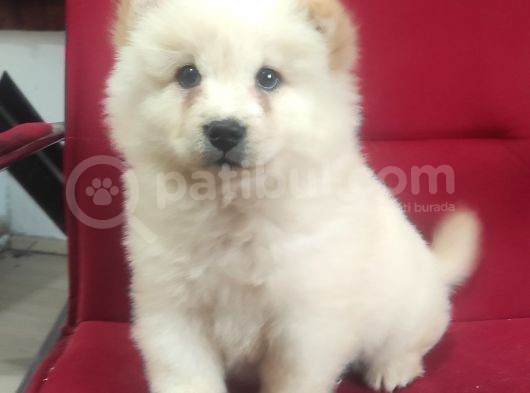 Çi̇n Aslani Chow Chow Beyaz Irk Garanti̇li̇