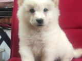 Çi̇n Aslani Chow Chow Beyaz Irk Garanti̇li̇