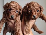 A Scr Li̇ Toy Poodle Üst Kali̇te Bebekler