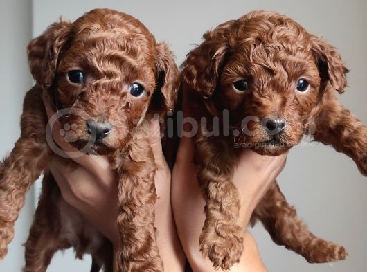 A Scr Li̇ Toy Poodle Üst Kali̇te Bebekler görsel