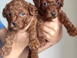 A Scr Li̇ Toy Poodle Üst Kali̇te Bebekler
