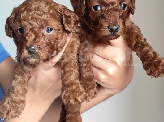 A Scr Li̇ Toy Poodle Üst Kali̇te Bebekler görsel