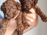 A Scr Li̇ Toy Poodle Üst Kali̇te Bebekler