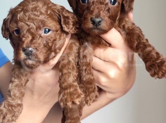 A Scr Li̇ Toy Poodle Üst Kali̇te Bebekler görsel