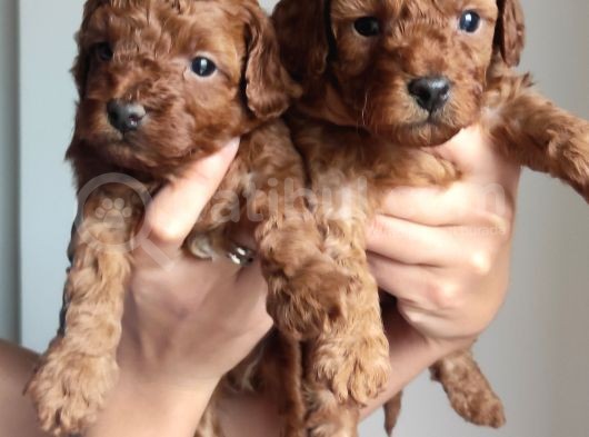 A Scr Li̇ Toy Poodle Üst Kali̇te Bebekler görsel