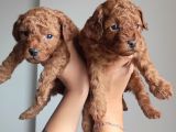 A Scr Li̇ Toy Poodle Üst Kali̇te Bebekler