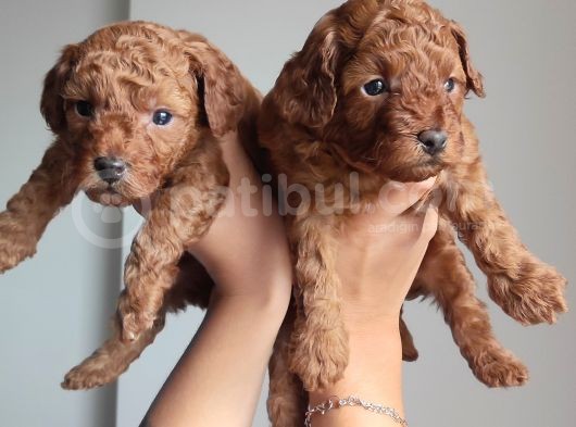 A Scr Li̇ Toy Poodle Üst Kali̇te Bebekler