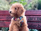 4 Aylık full Aşılı Ve Eğitimli Toypoodle Oglumuz