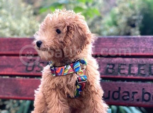 4 Aylık Full Aşılı Ve Eğitimli Toypoodle Oglumuz