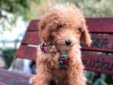 4 Aylık Full Aşılı Ve Eğitimli Toypoodle Oglumuz