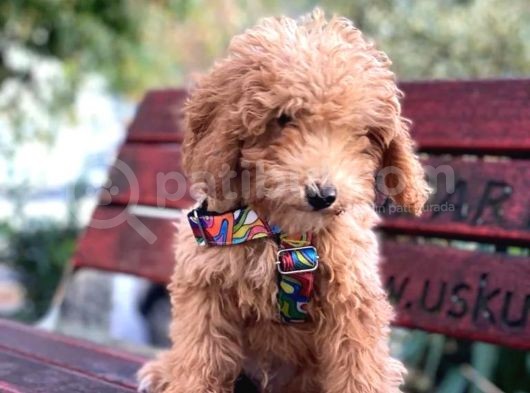 4 Aylık Full Aşılı Ve Eğitimli Toypoodle Oglumuz görsel