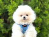 Mükemmel Kalitede Pomeranian Boo