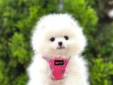 A Kalite Orjinal Pormeranian Boo