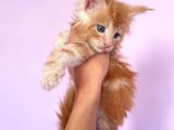 Show Class Red Mainecoon Erkek