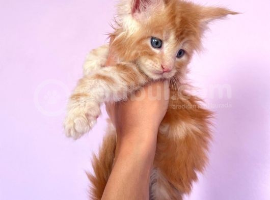 Show Class Red Mainecoon Erkek görsel